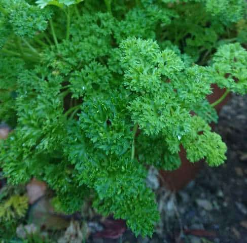 Regular Pruning Prevents Parsley Drooping