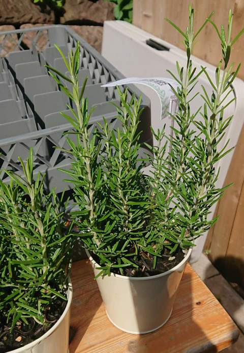 How to Create the Perfect Potting Soil for Rosemary