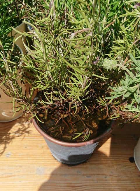 Why is My Rosemary Dying? (8 Solutions that Actually Work)