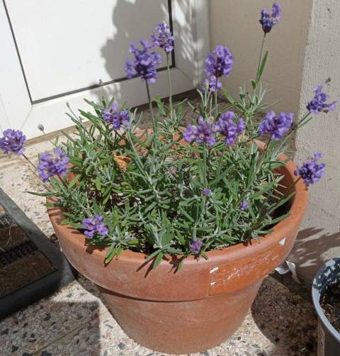 Hours of Sun for Potted Lavenders