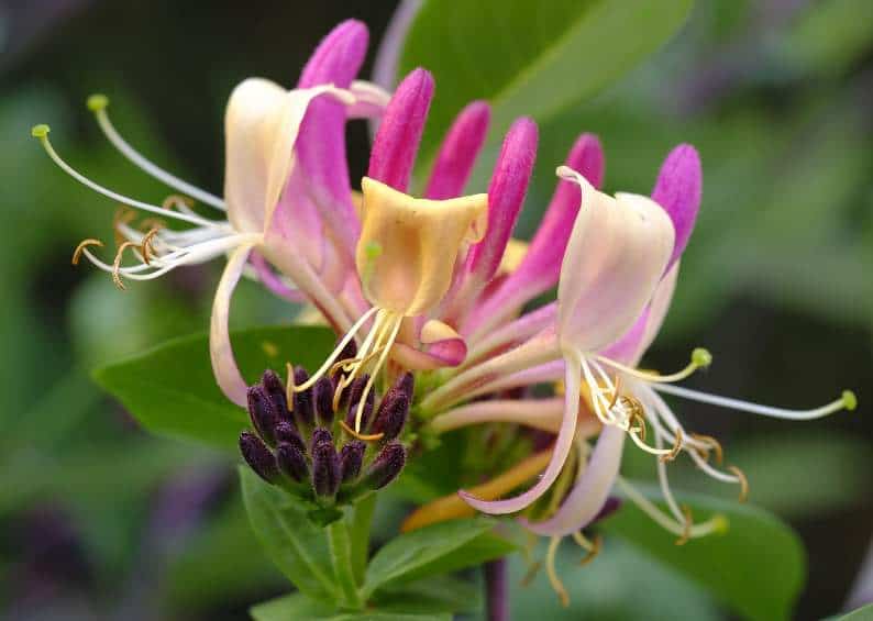 3. Not Enough Nutrients for Honeysuckle to Bloom