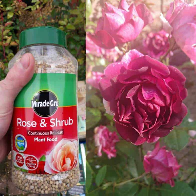 When to Fertilize
with Alfalfa and Bone Meal for Roses