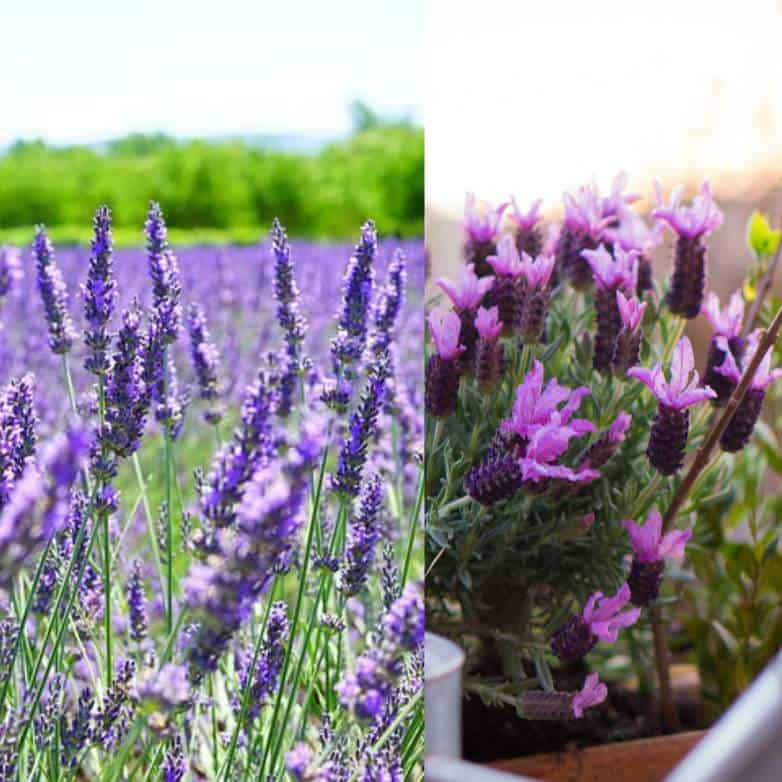 The Difference Between English and French Lavender