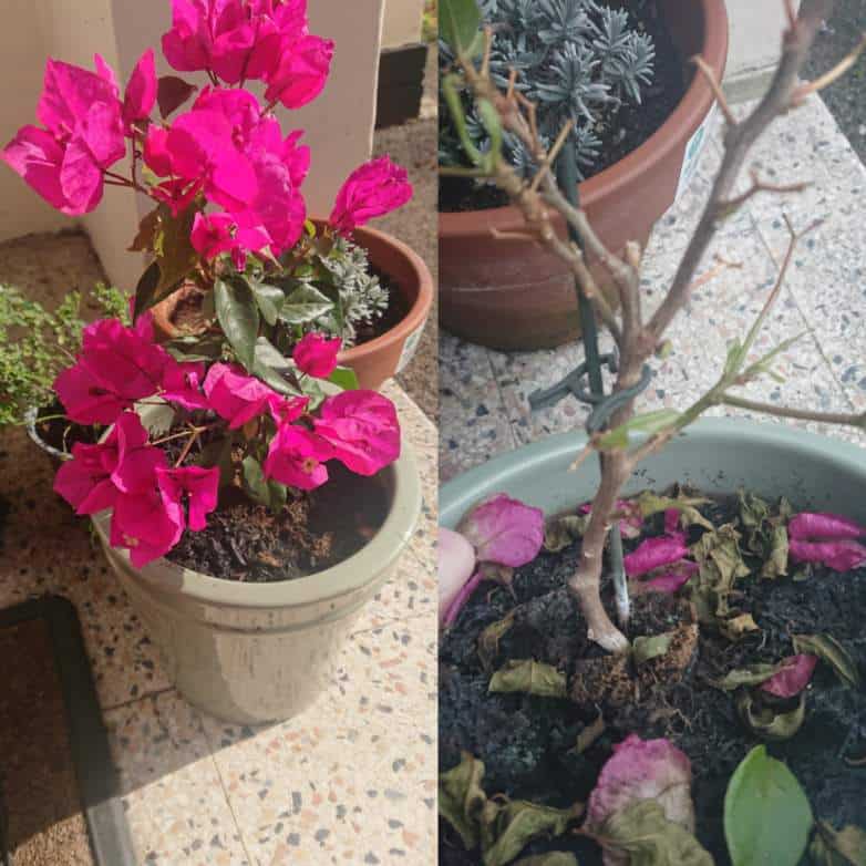 Bougainvillea Dying After Planting (Transplant Shock)