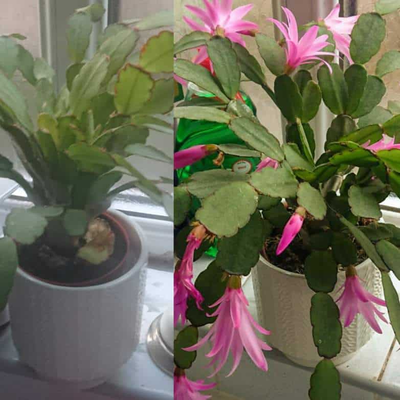 4. Too Hot or Too Cold Can Prevent Christmas Cactus from Flowering 
