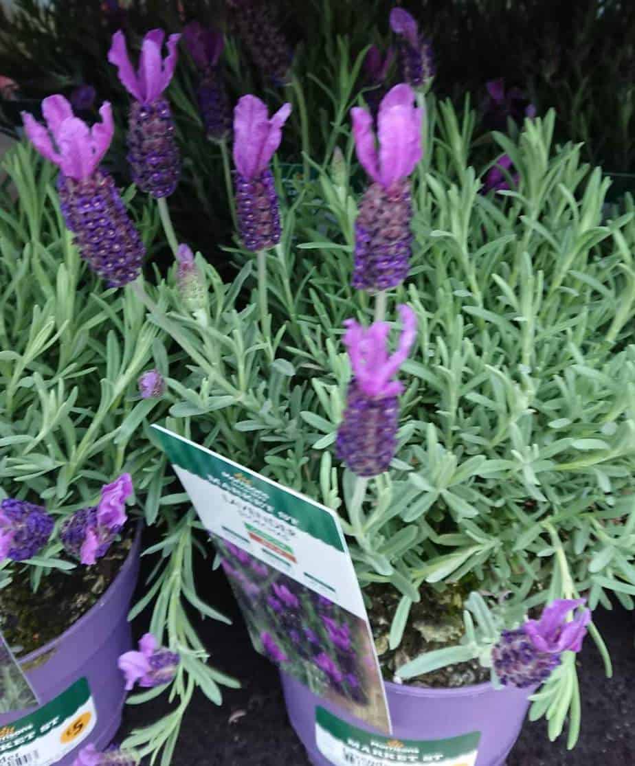 Does Lavender Come Back?