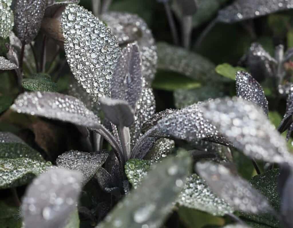 How to Revive a Dying Sage Plant