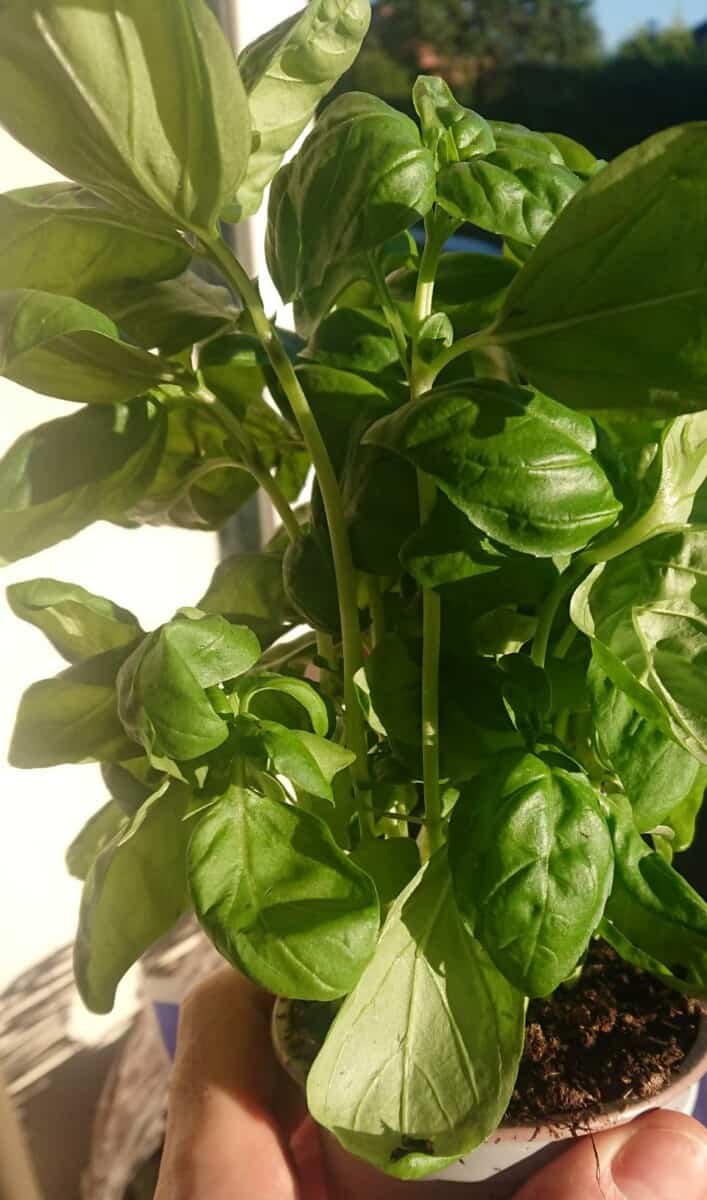 Basil Plant Leggy? (How to Revive it)