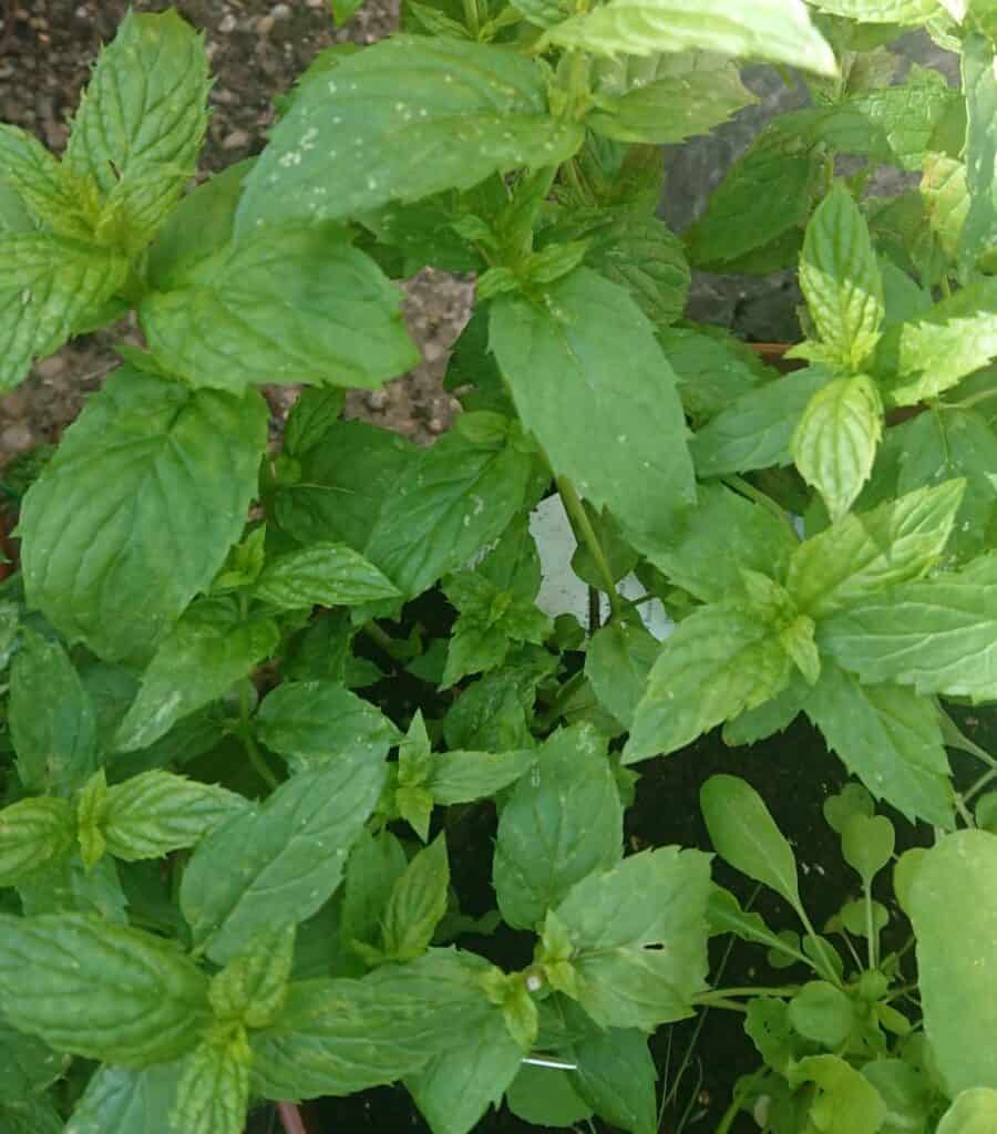 Mint Plant Wilting? (How to Solve it)
