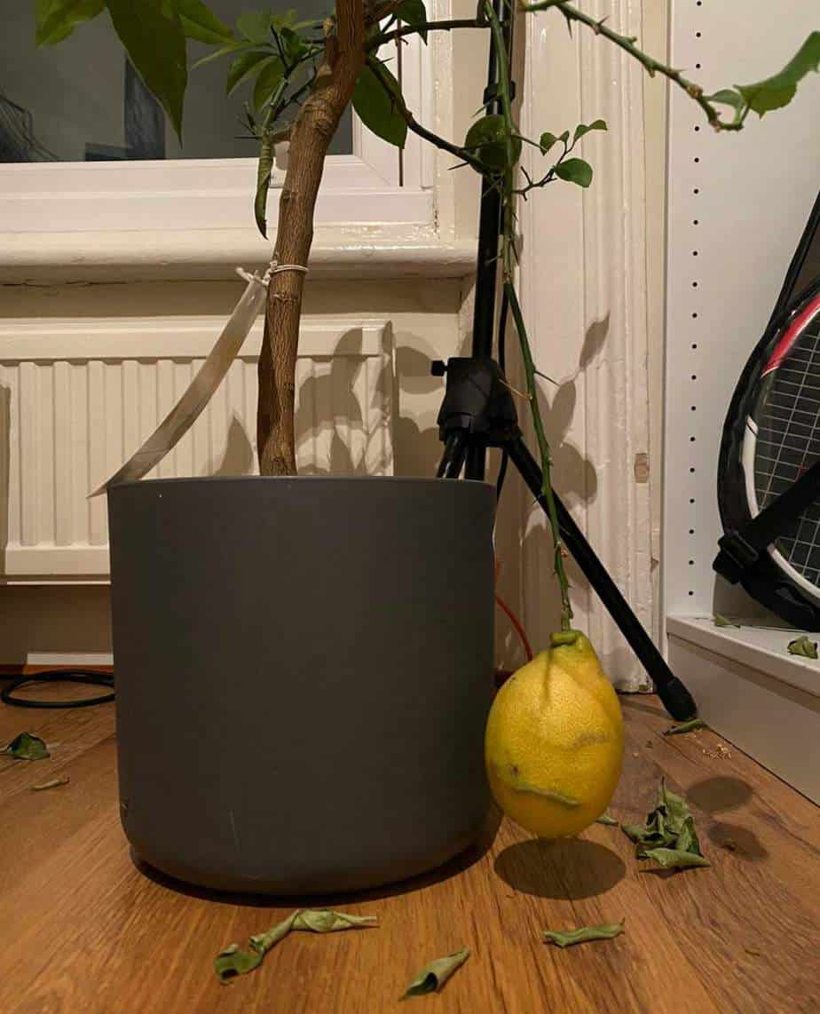 How to Revive a Dying Lemon Tree
