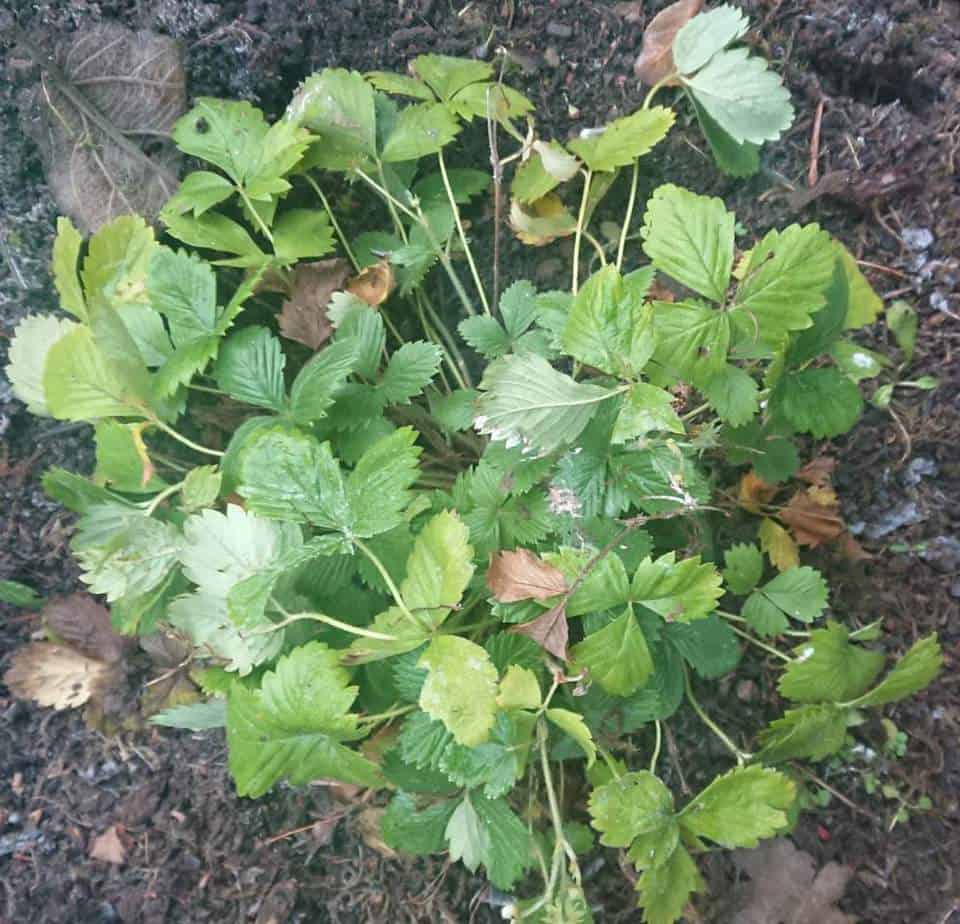 Strawberries Dying from Frost Damage 