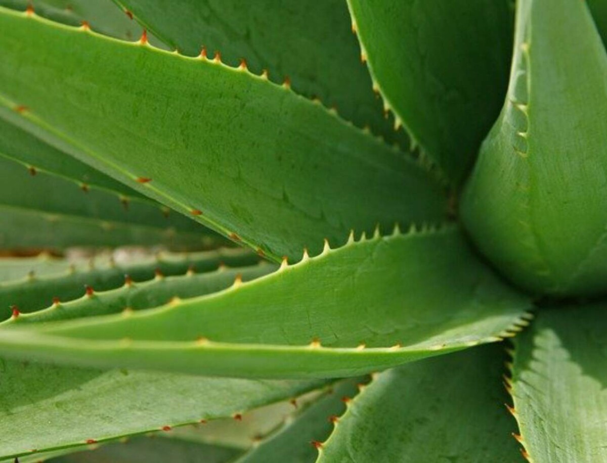 Why are My Aloe Vera Leaves Curling? (How to Save it)