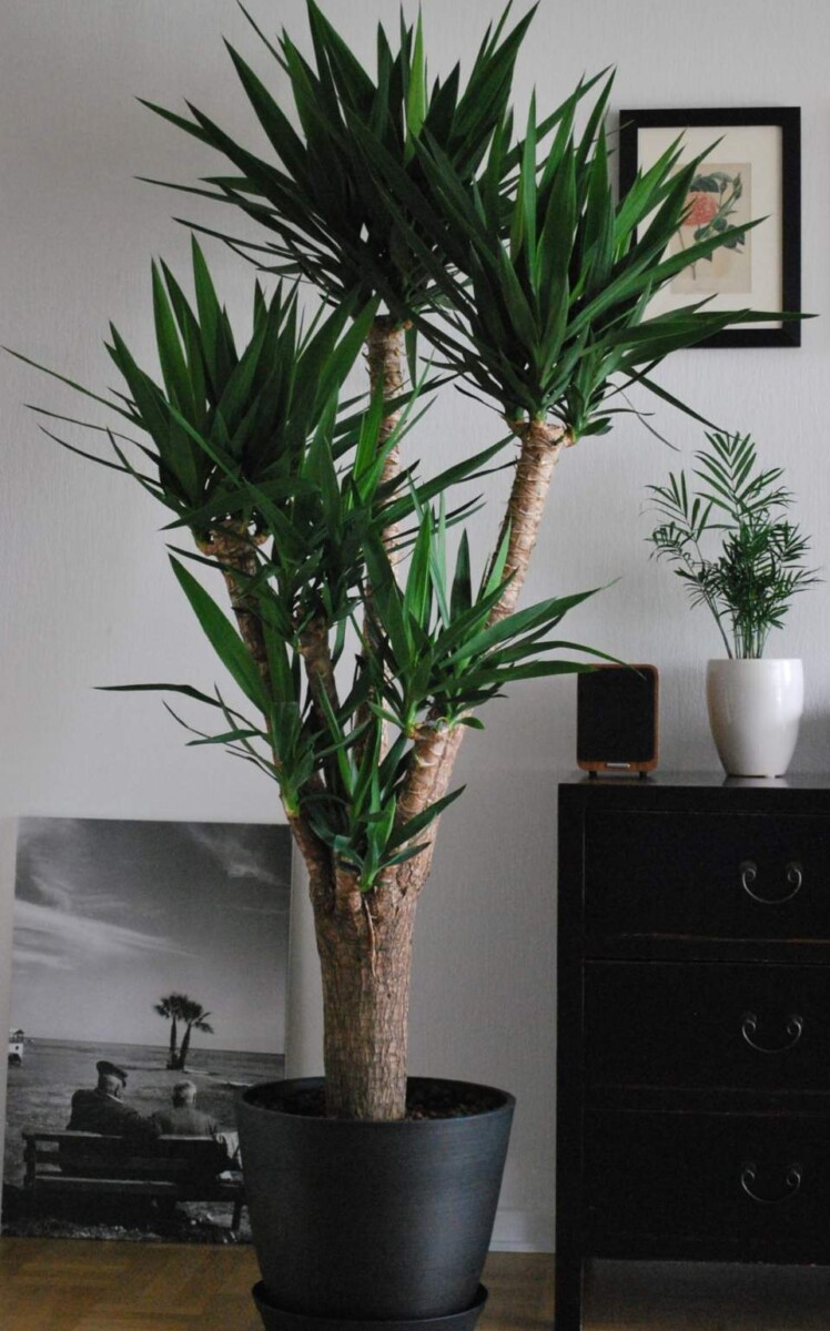 How to Water Yucca Plants Indoors