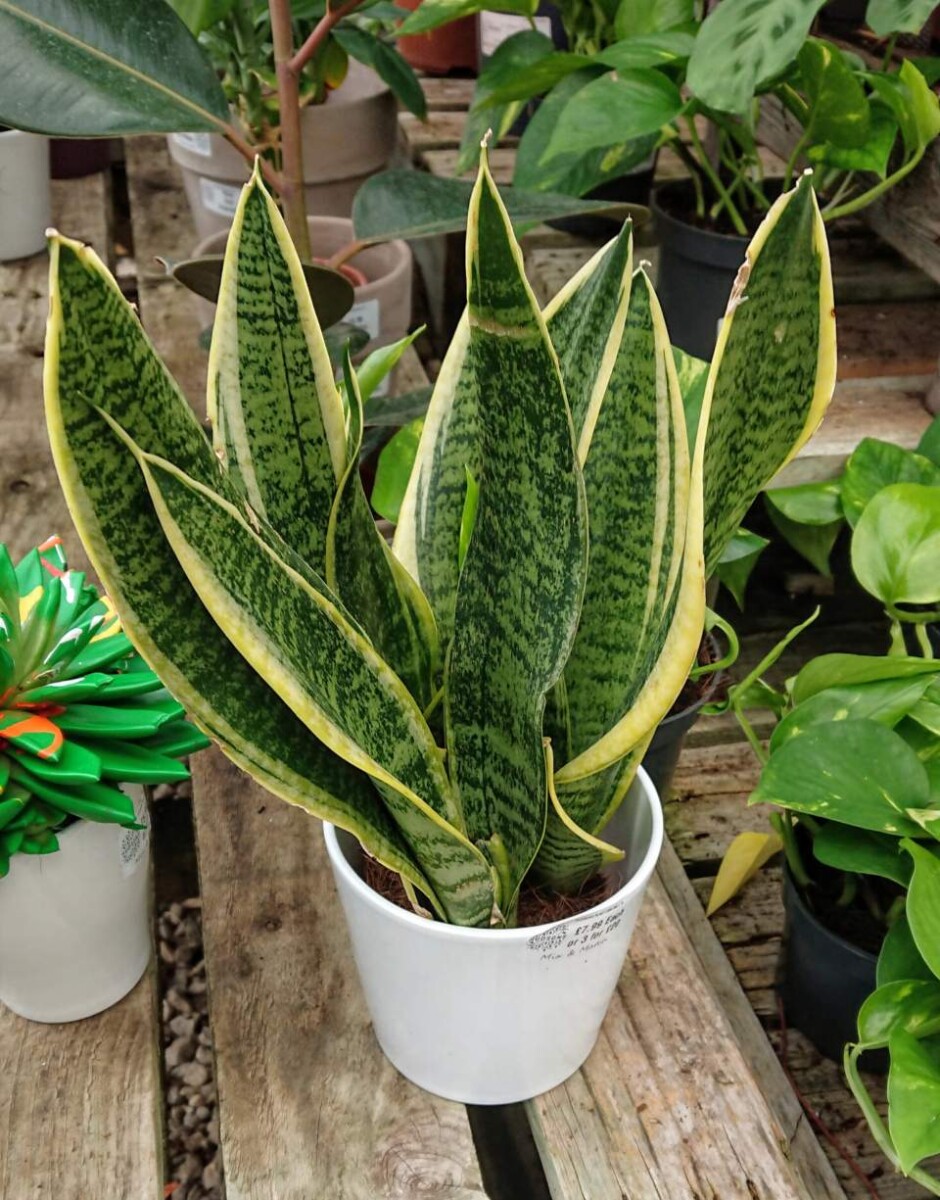 How to Revive a Snake Plant with Yellow or Brown Drooping Leaves