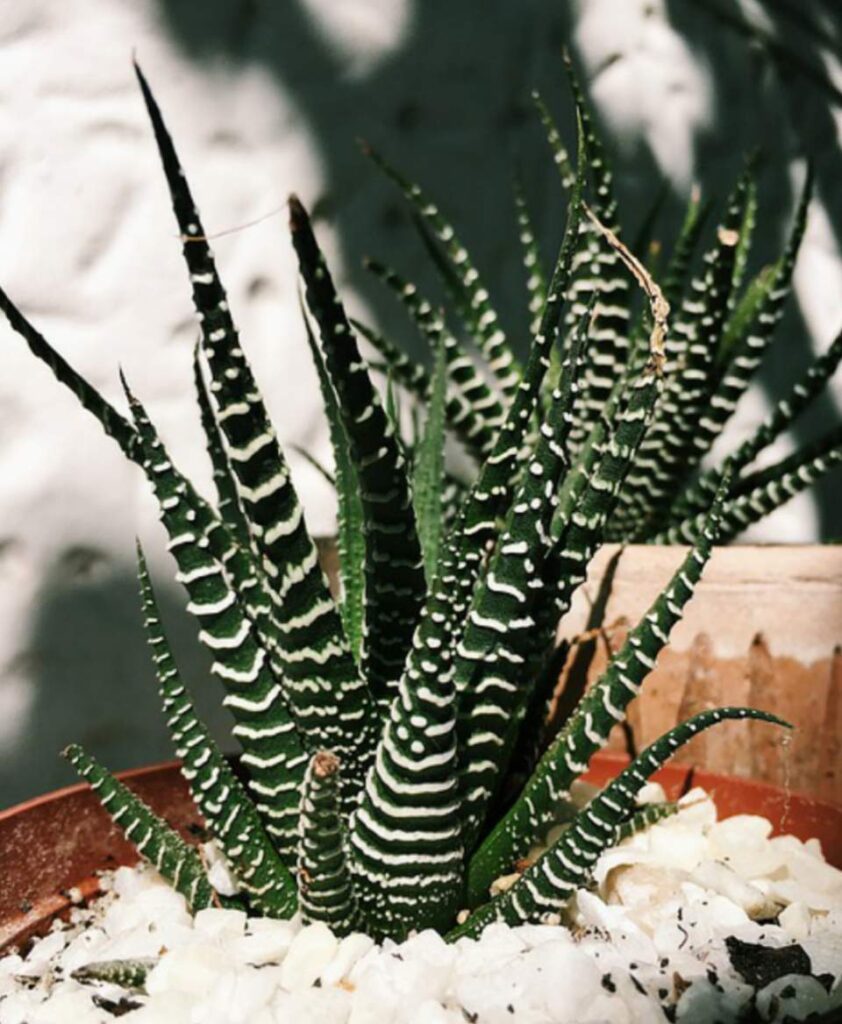 How to Revive a Dying Zebra Succulent