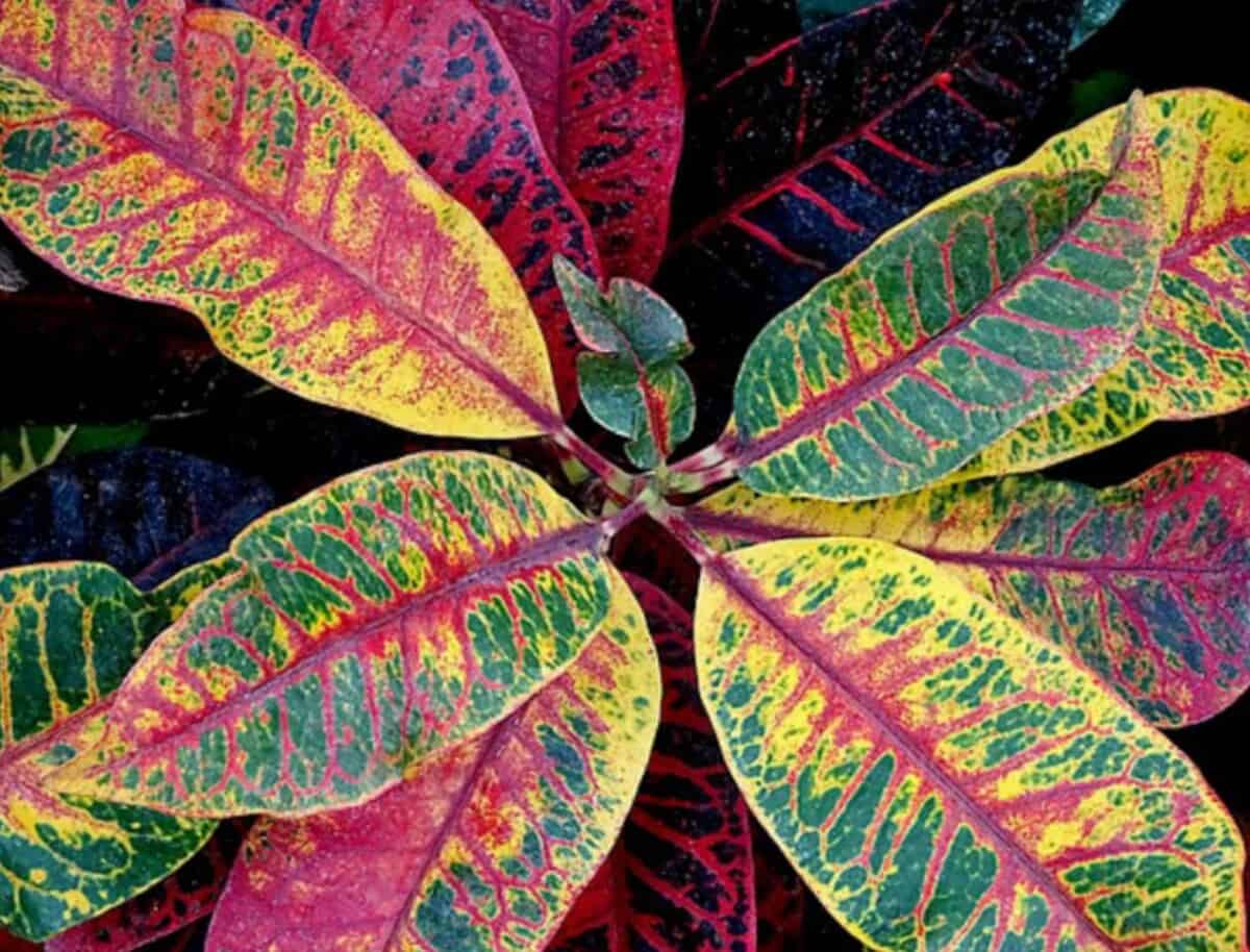 Revive Croton Leaves Loosing Color