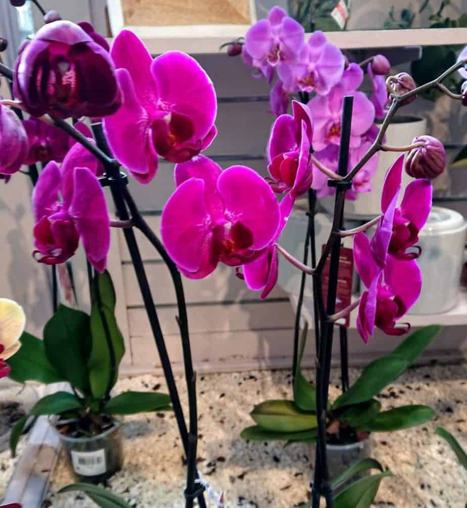 How to Revive a Orchids with Wilting Leaves and Flowers