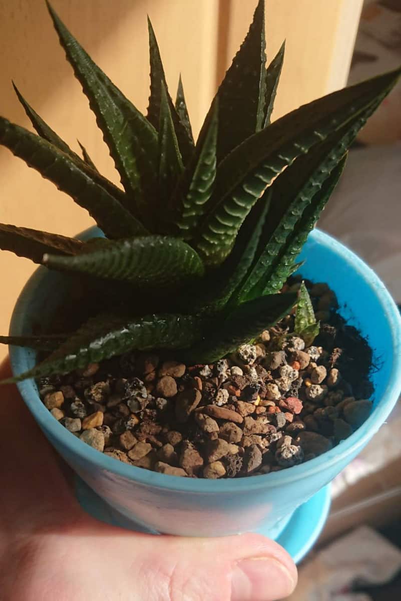Best Potting Soil for Aloe Vera Plants Indoors