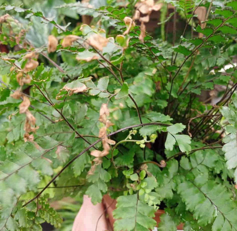 Why is My Fern Turning Light Green?