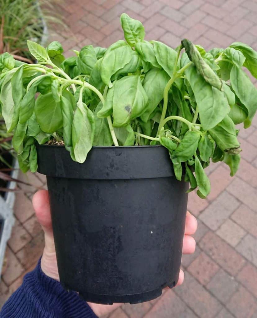 How to Revive Basil with Yellow Leaves