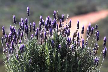 Spacing Lavender ‘Grosso’ Hedges