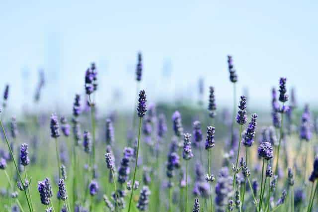 The Easiest Lavender Varieties to Grow