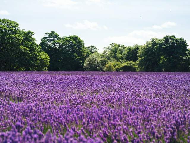 Does Lavender Spread?