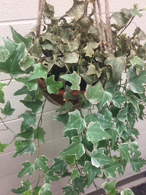 How to Revive a Dying Ivy Plant