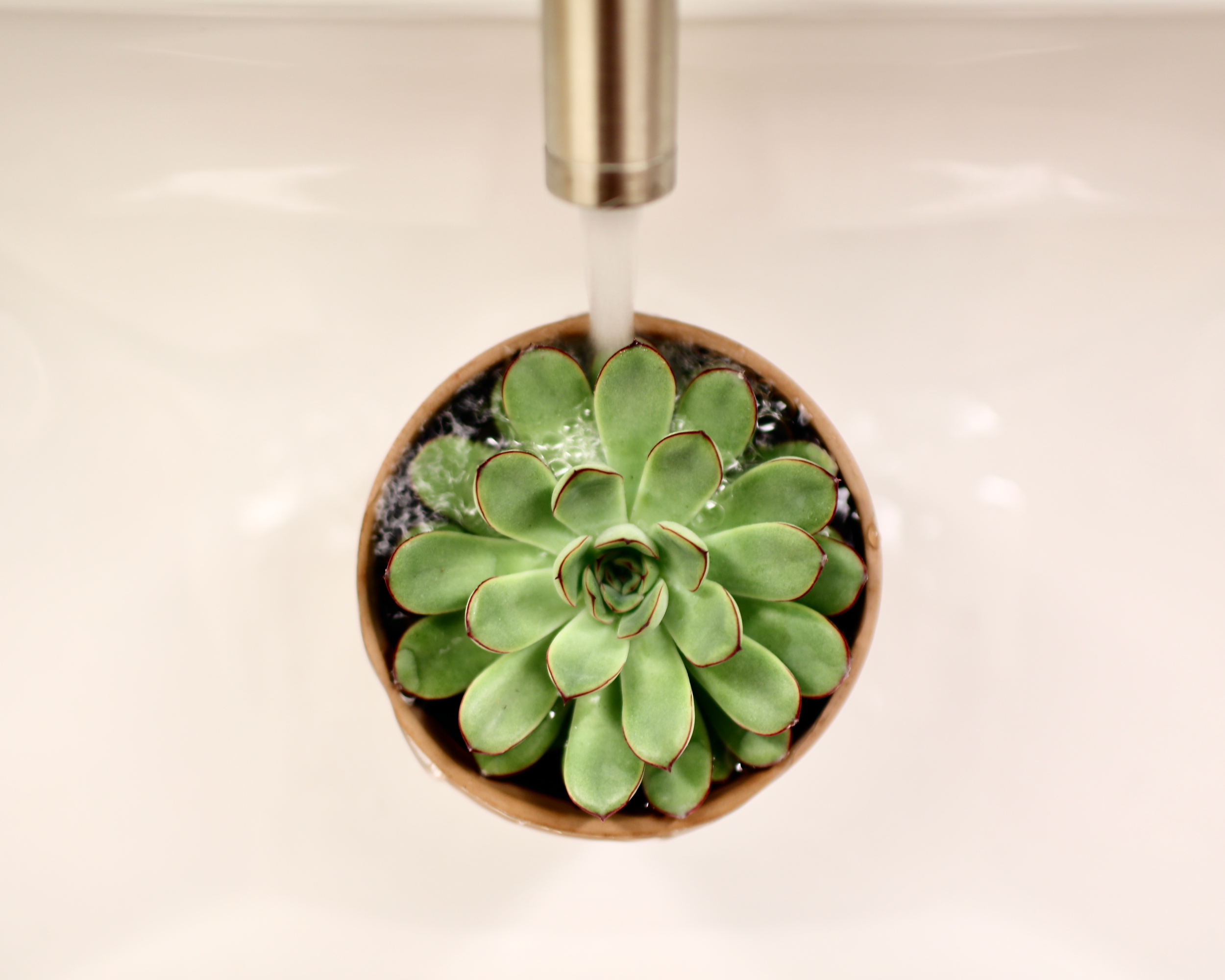 How to Revive a Dying Succulent Plant