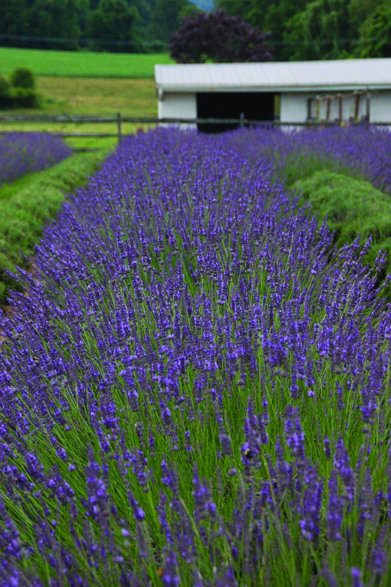 Spacing Different Lavender Varieties when Planting