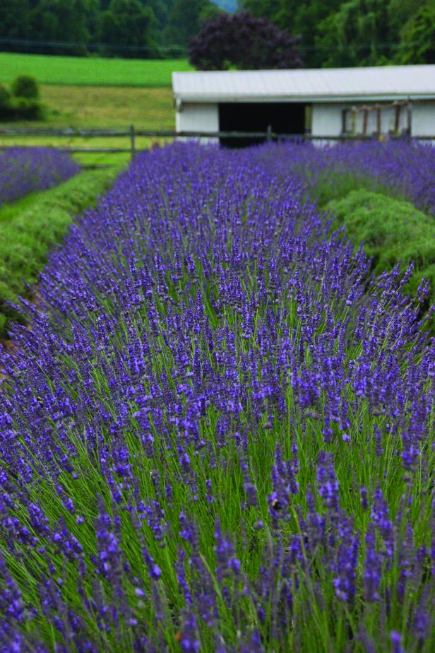 Ensure Perennial Lavender ‘Provence’ Grows back each Year
