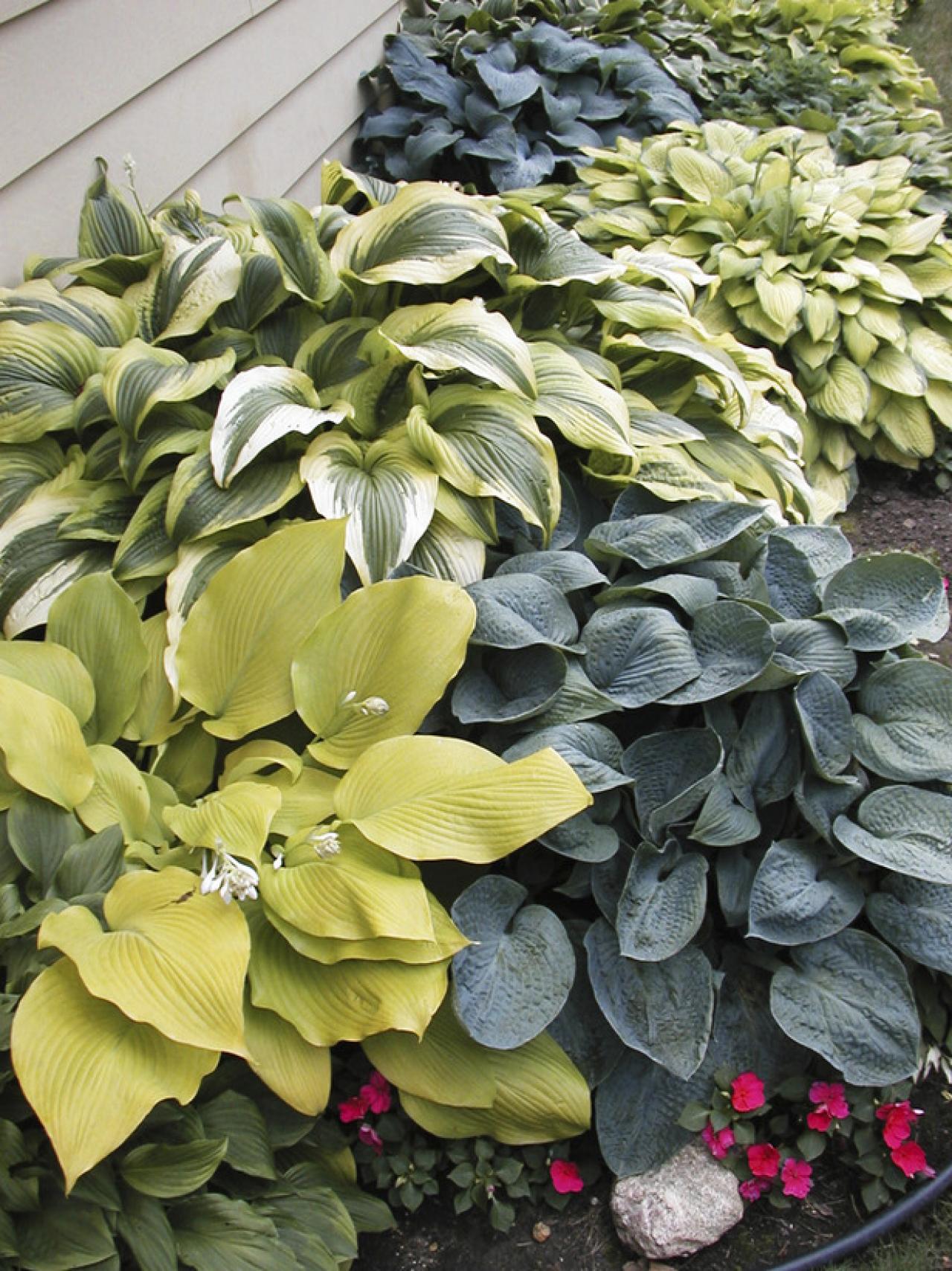 Leave Space Between Hostas for Mulch