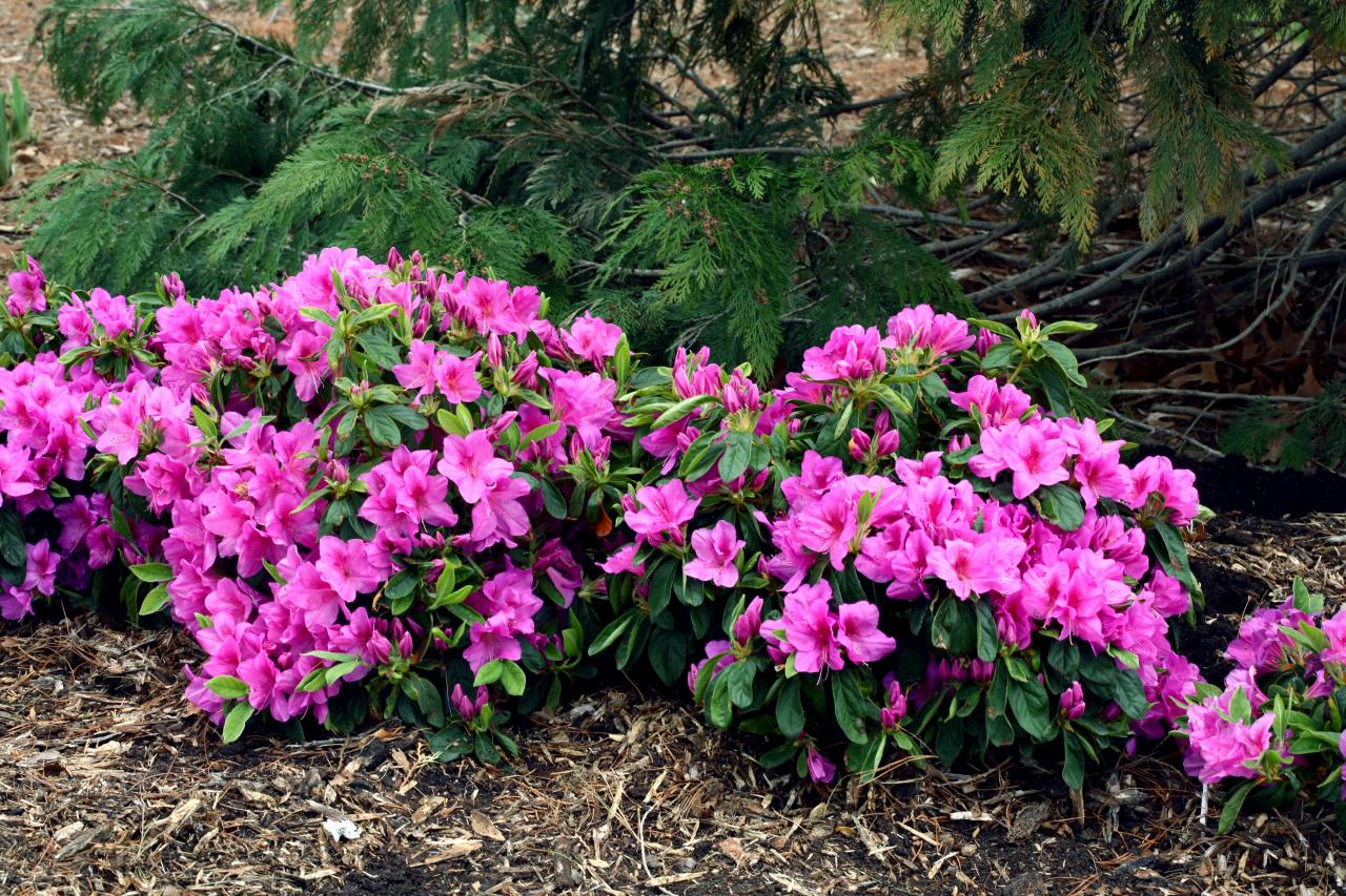 Can Azaleas Grow in Full Sun?