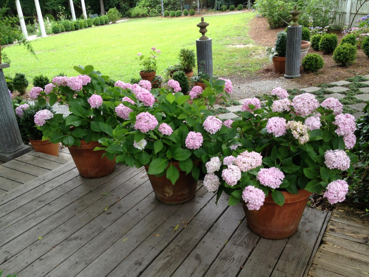 Water Hydrangeas According to the Conditions