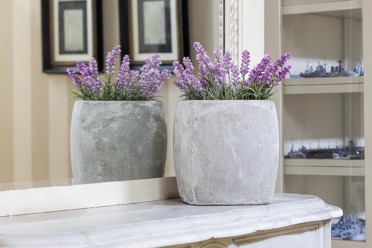 Best Lavender for Growing Indoors