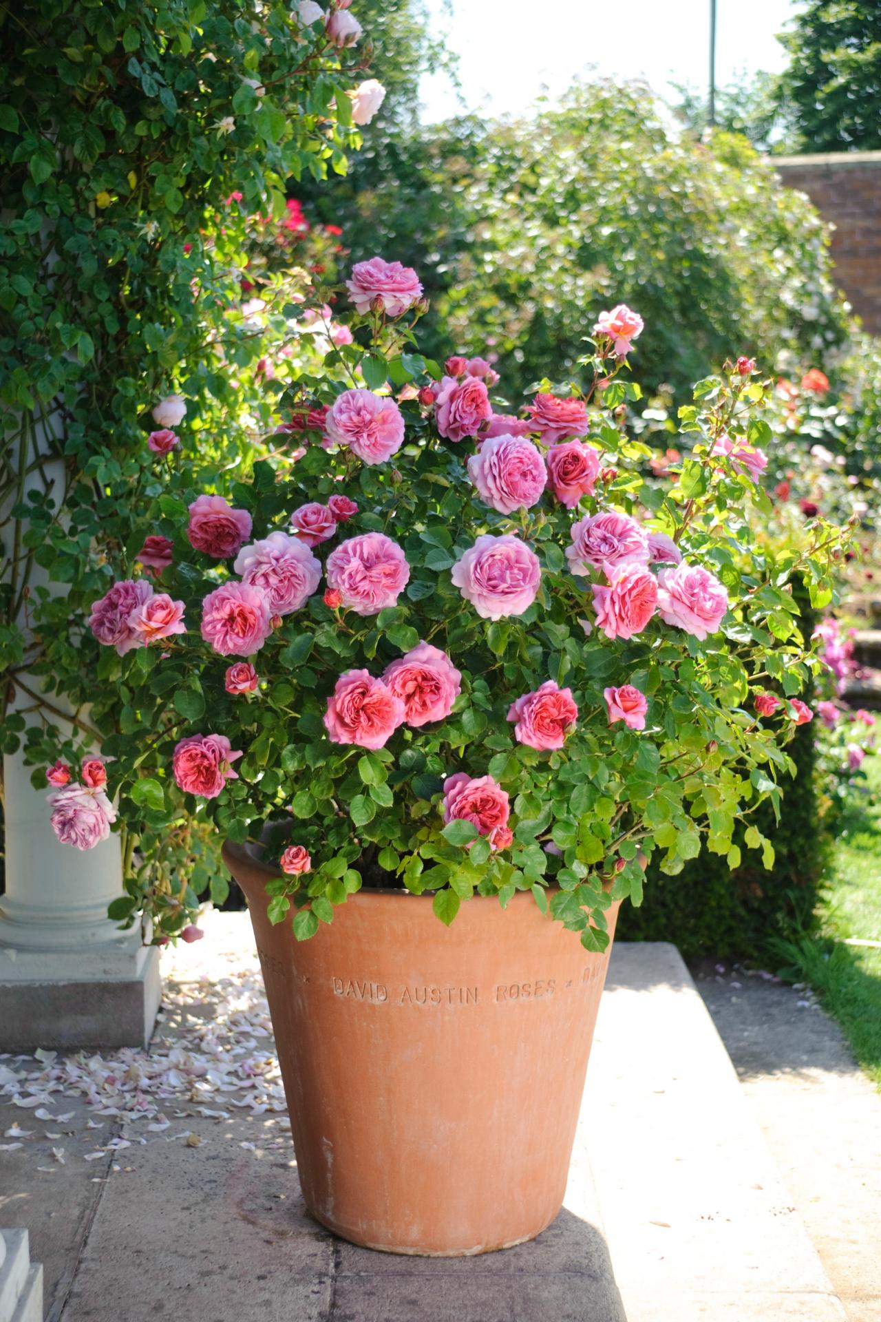 Choosing the Best Pots for Roses (With Examples)