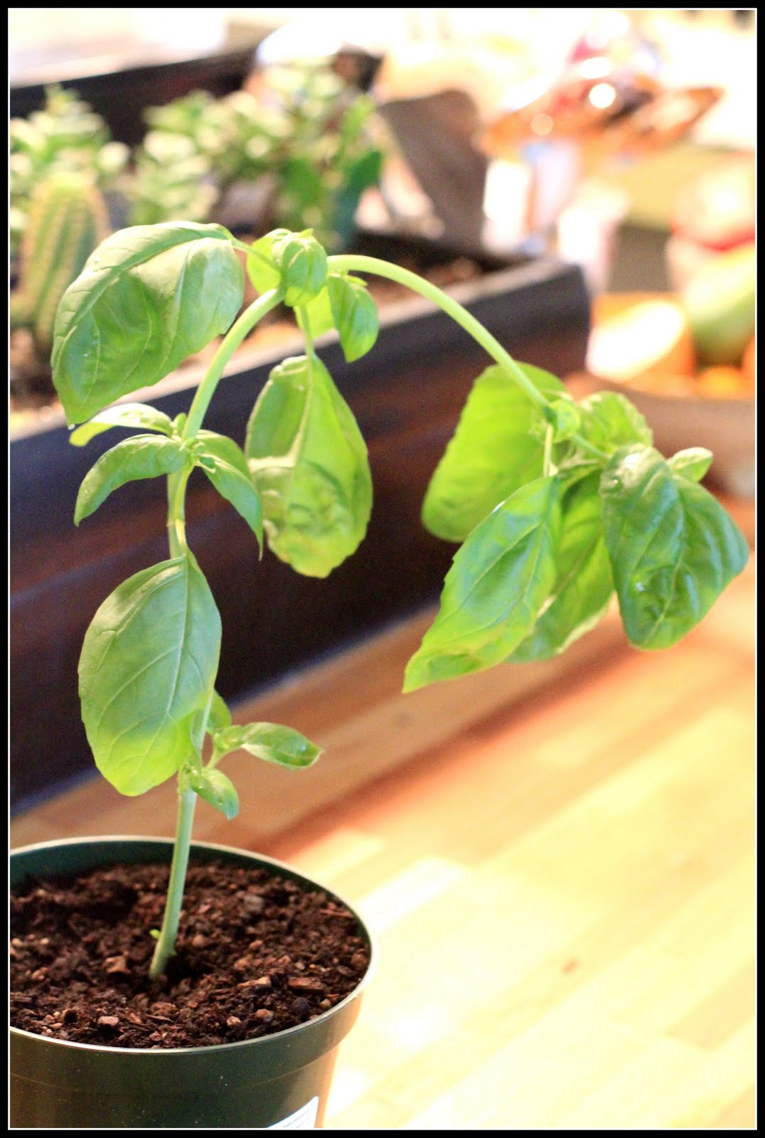 Leggy Basil Plants due to Excessive Fertilizer