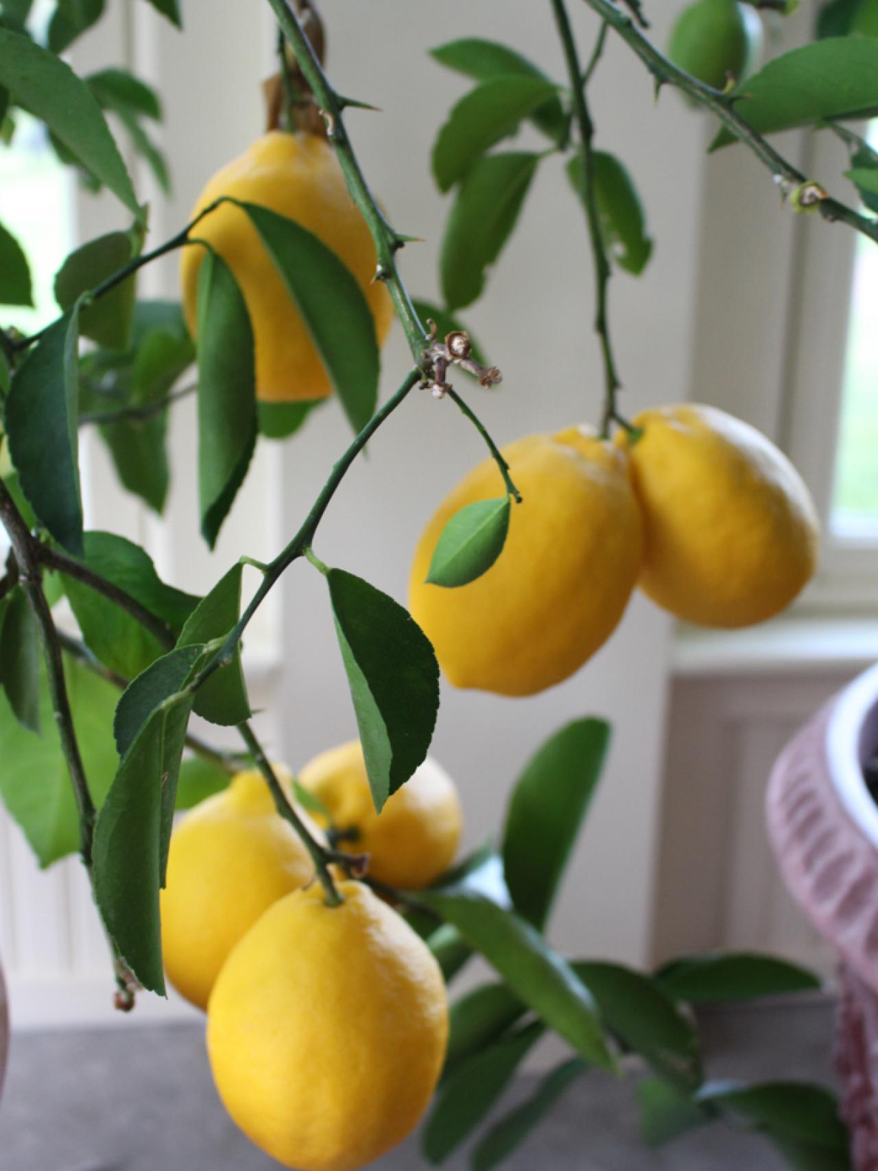 Lemon Trees Drop Leaves due to Over watering