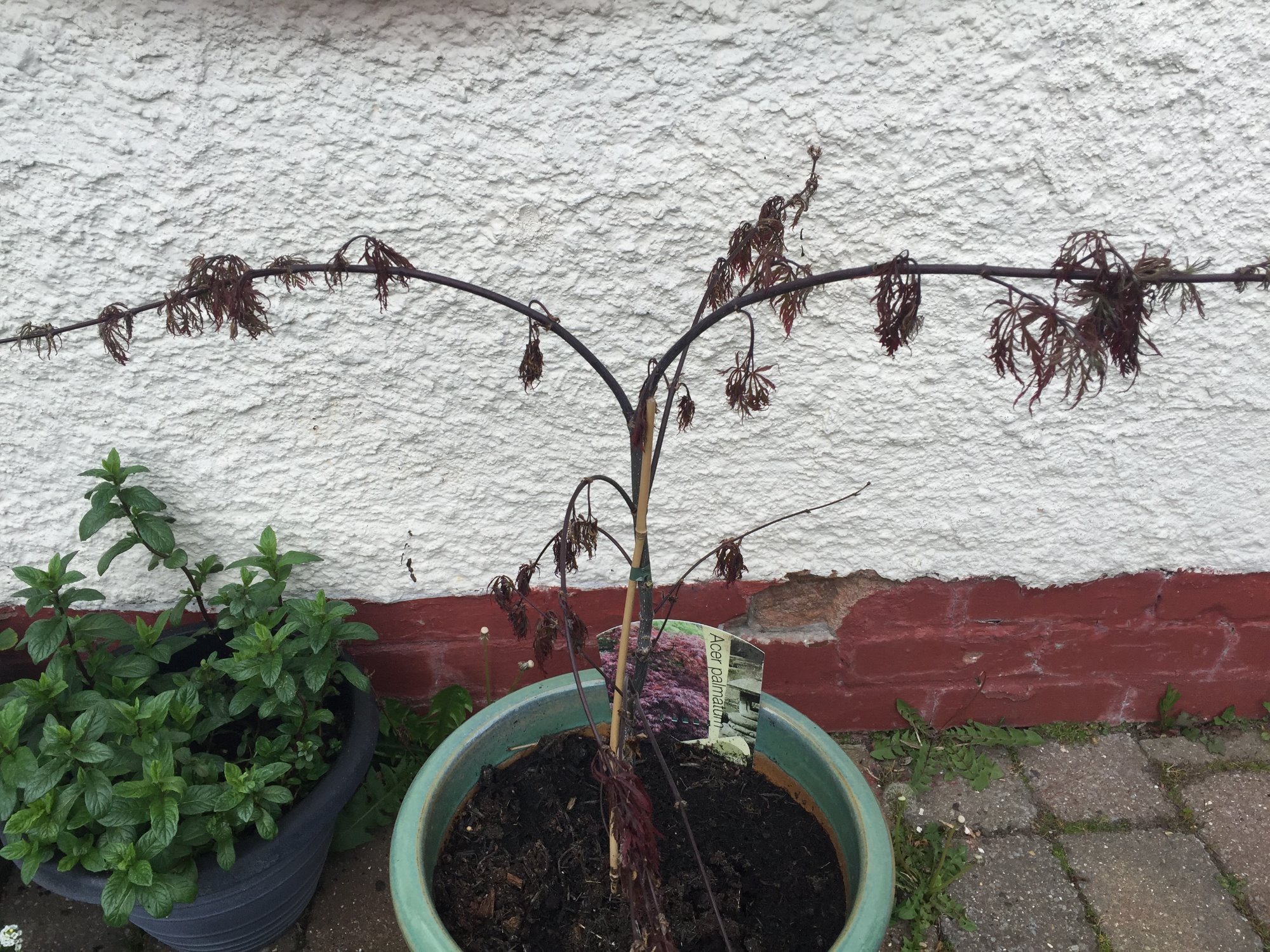 Dying Japanese Maple Because of Alkaline Soil 