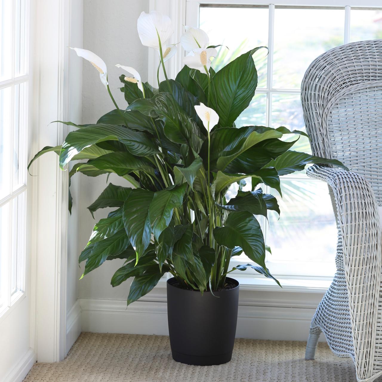 How Much to Water a Peace Lily