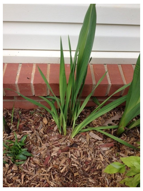 Gladiolus Thrips 