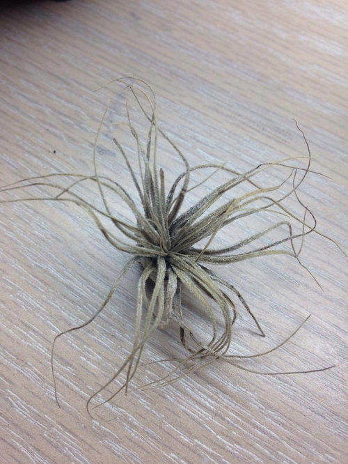 How to Revive Air Plants Turning Brown