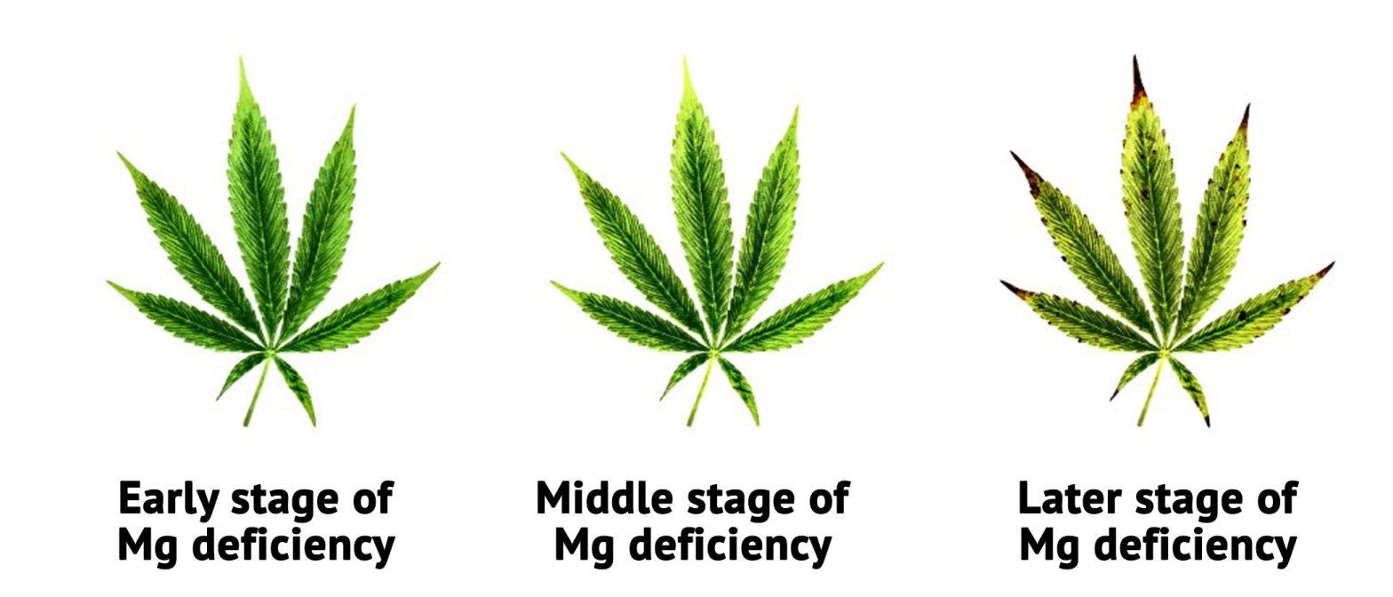 How To Fix a CalMag Deficiency During Flowering Easy Step by Step