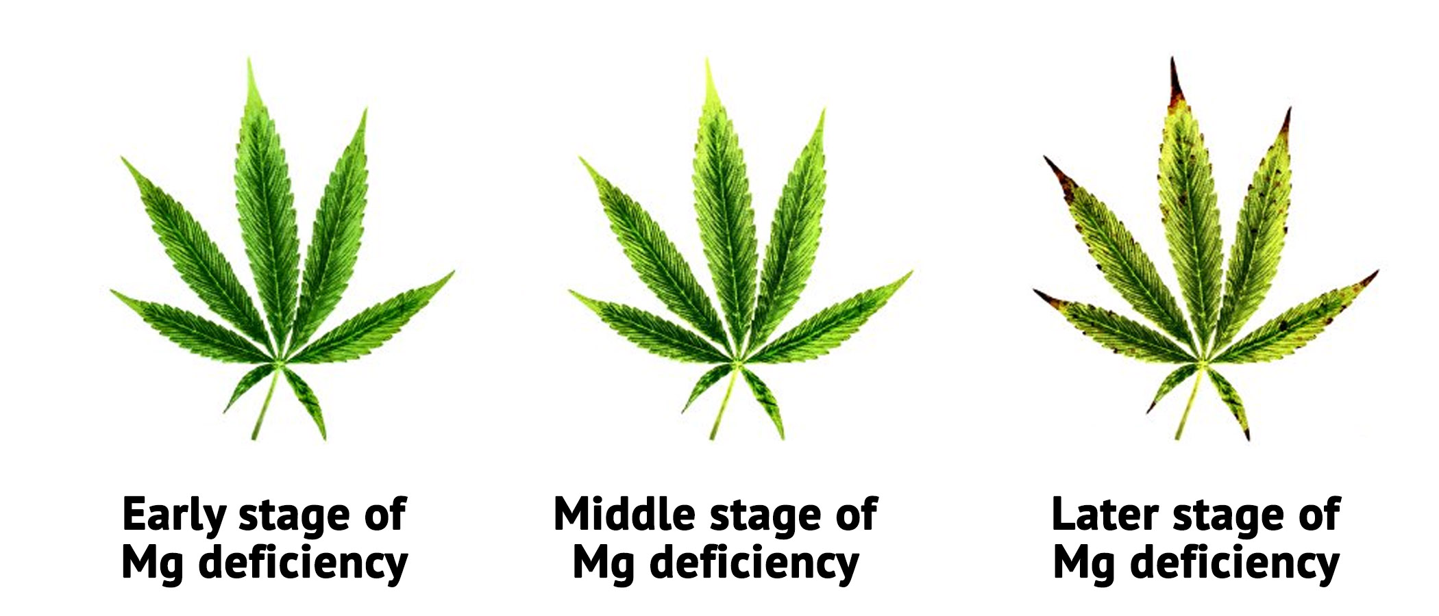 How To Fix a Cal-Mag Deficiency During Flowering in 4 Steps
