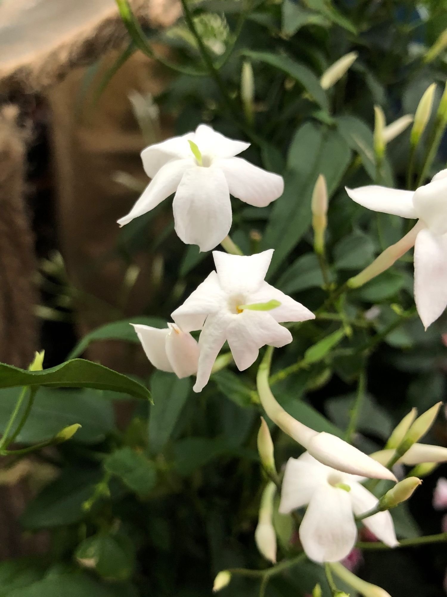 Pruning Jasmine at the Wrong Time Can Remove Flower Buds