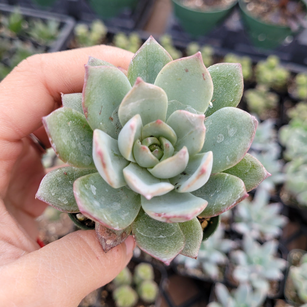 Succulents Turn Gray due to Lack of Sun and Cold temperatures