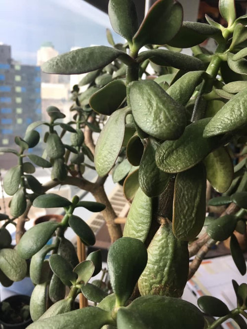 Jade Plant Leaves Wrinkled and Shriveling? (How to Solve it)