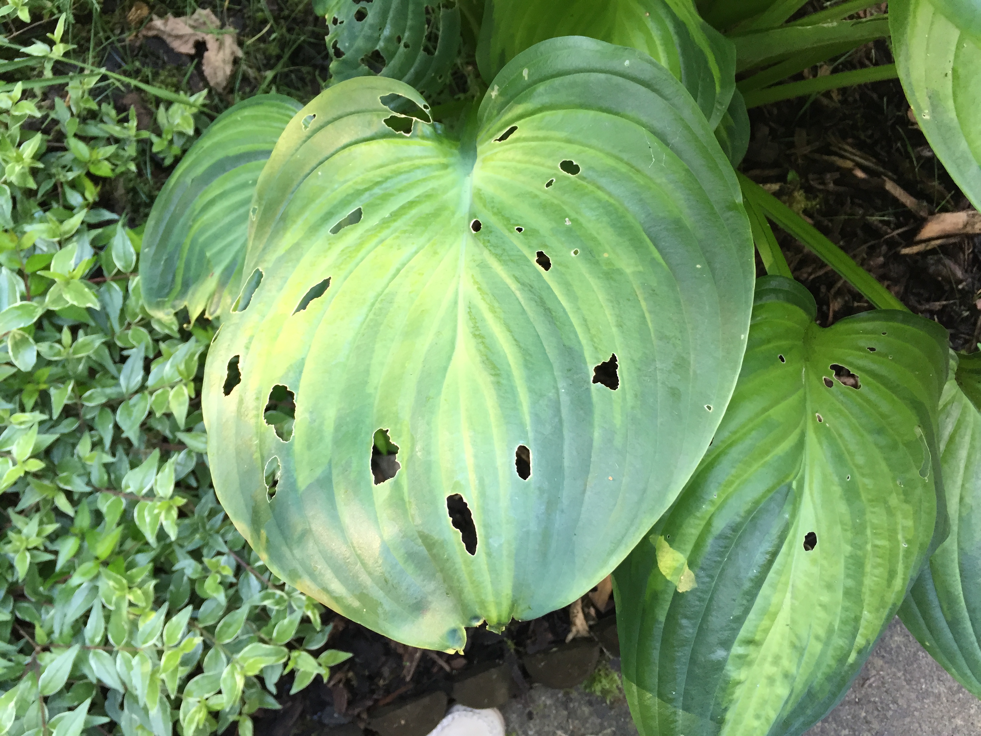 Water Hostas in the Morning (Not in the Evening)