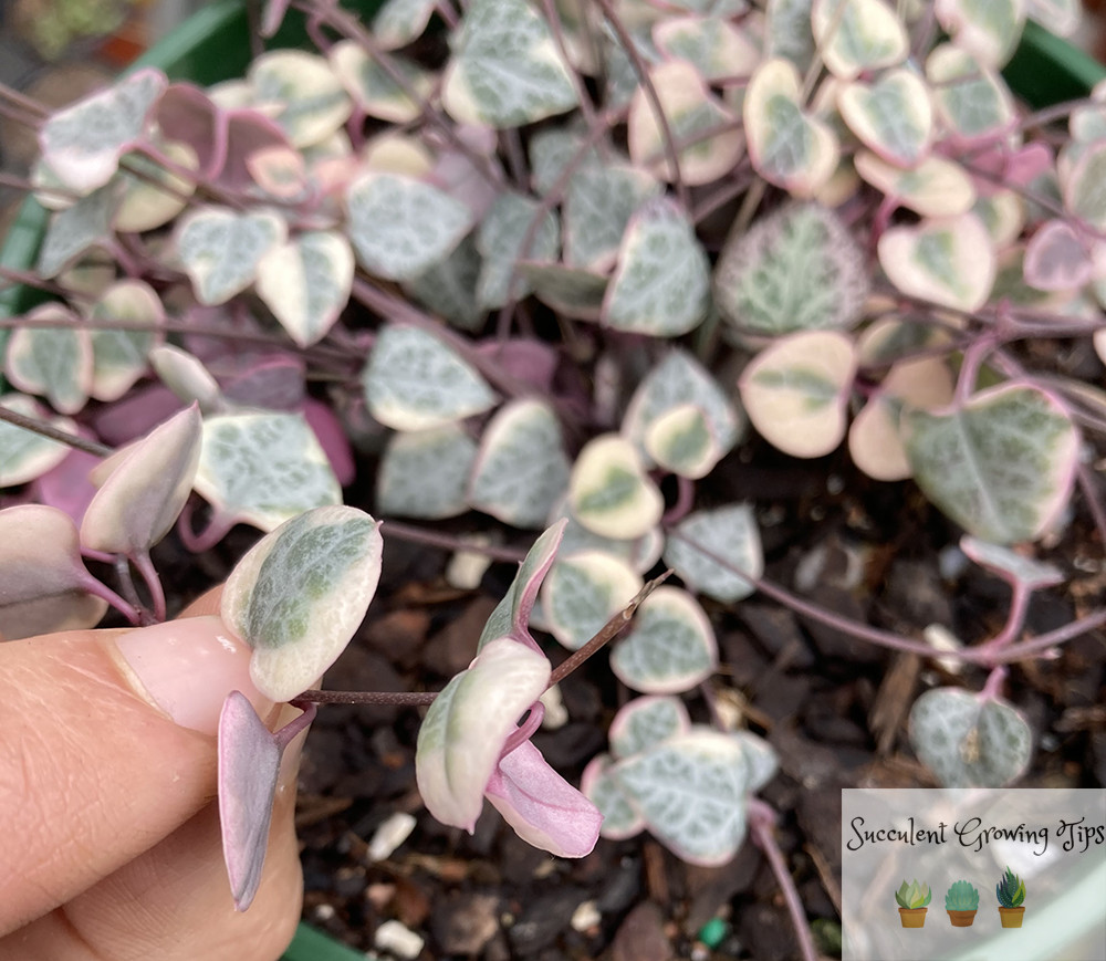How to Revive Brown String of Hearts Plants