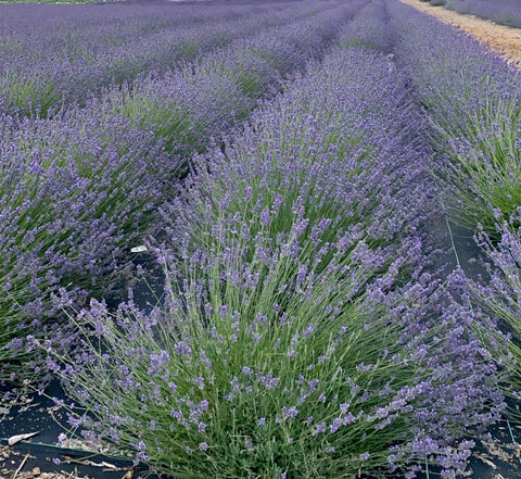 When do lavender hybrids bloom?